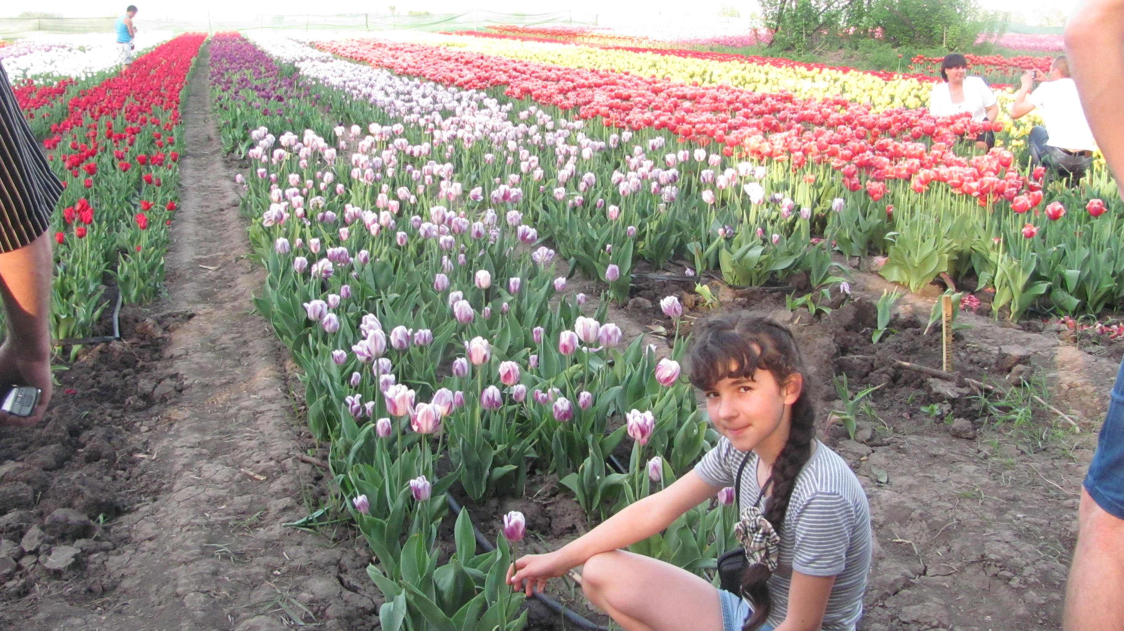 тюльпановое поле